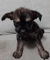 Trex, a male Jack Russell Terrier and Yorkshire Terrier for sale in Detroit, MI – 2 of 4