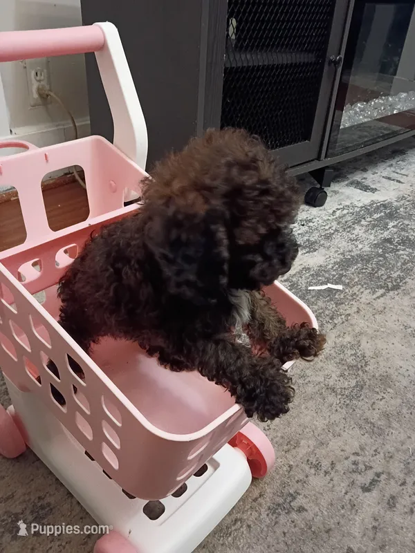 Daisy – Poodle - Miniature  puppy for sale in Detroit, MI