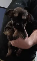 Trex, a male Jack Russell Terrier and Yorkshire Terrier for sale in Detroit, MI – 4 of 4