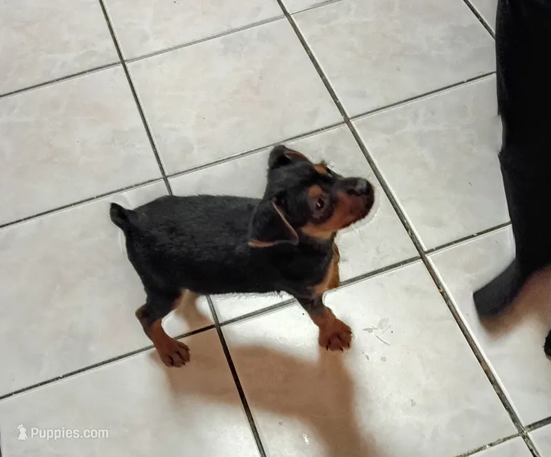 Trex – Jack Russell Terrier, Yorkshire Terrier puppy for sale in Detroit, MI