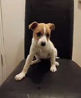 Tracy , a female Jack Russell Terrier for sale in Detroit, MI – 4 of 5