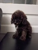 Daisy, a female Poodle - Miniature  for sale in Detroit, MI – 4 of 5