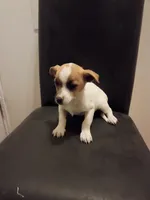 Sally, a female Jack Russell Terrier for sale in Detroit, MI – 3 of 4