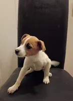 Tracy , a female Jack Russell Terrier for sale in Detroit, MI – 3 of 5