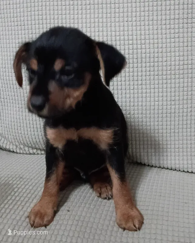 Max – Jack Russell Terrier, Yorkshire Terrier puppy for sale in Detroit, MI