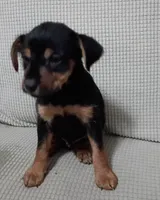 Max, a male Jack Russell Terrier and Yorkshire Terrier for sale in Detroit, MI – 1 of 4