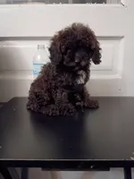 Daisy, a female Poodle - Miniature  for sale in Detroit, MI – 3 of 5