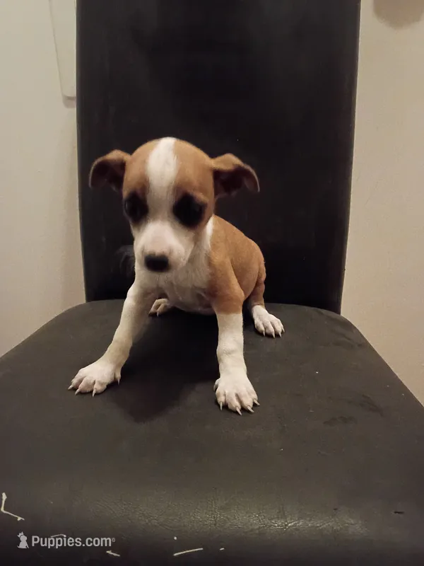 Sally – Jack Russell Terrier puppy for sale in Detroit, MI