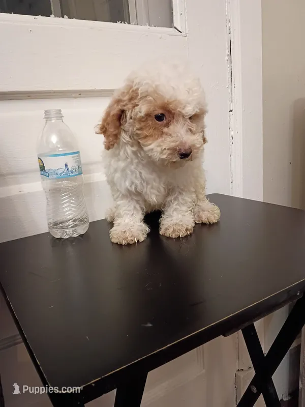 Snowy – Poodle - Miniature  puppy for sale in Detroit, MI