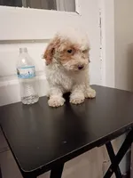 Snowy, a female Poodle - Miniature  for sale in Detroit, MI – 1 of 5