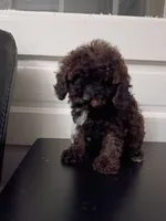 Daisy, a female Poodle - Miniature  for sale in Detroit, MI – 5 of 5
