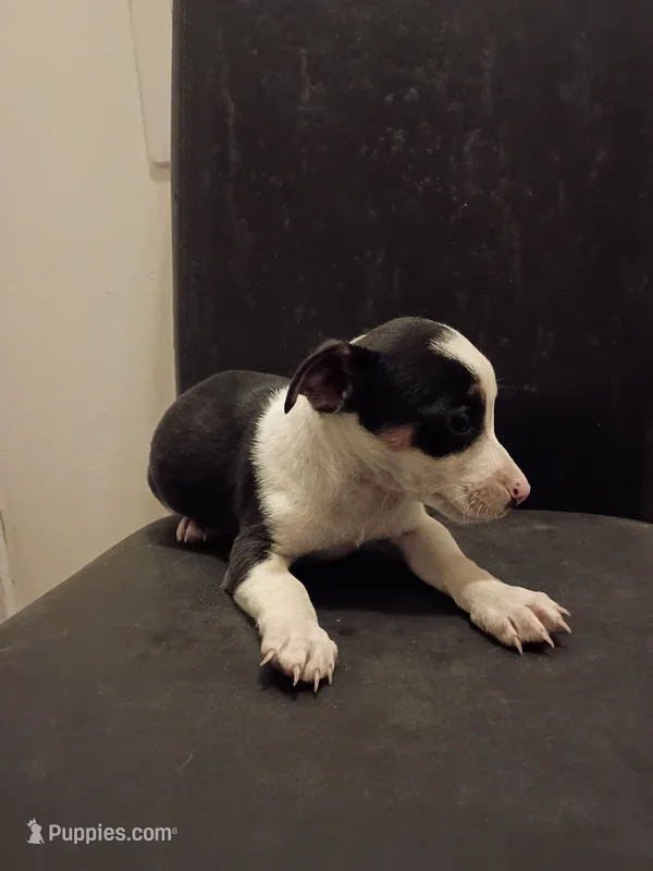Max – Jack Russell Terrier puppy for sale in Detroit, MI