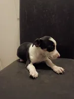 Max, a male Jack Russell Terrier for sale in Detroit, MI – 1 of 6