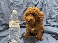 Milo, a male Poodle - Toy  for sale in Mesa, AZ – 10 of 10