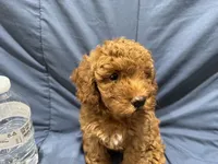 Rusty, a male Poodle - Toy  for sale in Mesa, AZ – 9 of 10