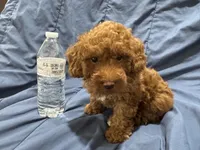 Milo, a male Poodle - Toy  for sale in Mesa, AZ – 7 of 10