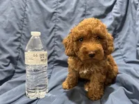 Milo, a male Poodle - Toy  for sale in Mesa, AZ – 8 of 10