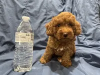 Milo, a male Poodle - Toy  for sale in Mesa, AZ – 6 of 10