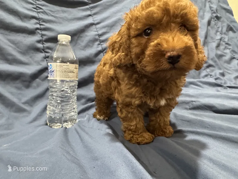 Milo – Poodle - Toy  puppy for sale in Mesa, AZ
