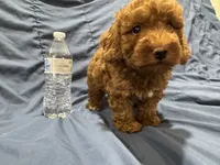 Milo, a male Poodle - Toy  for sale in Mesa, AZ – 1 of 10