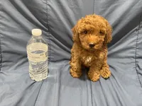 Rusty, a male Poodle - Toy  for sale in Mesa, AZ – 7 of 10