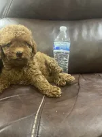 Tina, a female Poodle - Toy  for sale in Mesa, AZ – 4 of 5