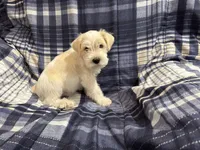 Lucky , a male Miniature Schnauzer for sale in Mesa, AZ – Photo 5 of 5