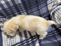 Lucky , a male Miniature Schnauzer for sale in Mesa, AZ – Photo 1 of 5