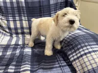 Lucky , a male Miniature Schnauzer for sale in Mesa, AZ – Photo 2 of 5