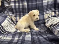 Lucky , a male Miniature Schnauzer for sale in Mesa, AZ – Photo 4 of 5