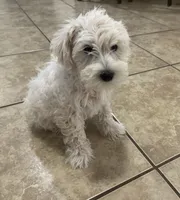 Milo, a male Miniature Schnauzer for sale in Mesa, AZ – 5 of 6