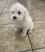 Bonnie, a female Miniature Schnauzer for sale in Mesa, AZ – 1 of 4