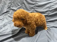 Milo, a male Poodle - Toy  for sale in Mesa, AZ – 2 of 10