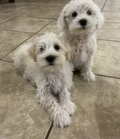 Butterscotch , a female Miniature Schnauzer for sale in Mesa, AZ – 3 of 3