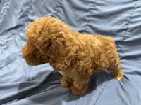 Milo, a male Poodle - Toy  for sale in Mesa, AZ – 4 of 10