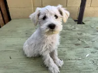 Milo, a male Miniature Schnauzer for sale in Mesa, AZ – Photo 1 of 3
