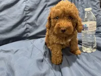 Milo, a male Poodle - Toy  for sale in Mesa, AZ – 5 of 10