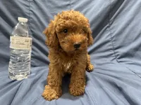 Rusty, a male Poodle - Toy  for sale in Mesa, AZ – 4 of 10