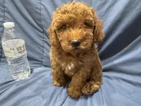 Rusty, a male Poodle - Toy  for sale in Mesa, AZ – 2 of 10