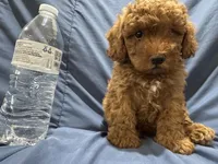 Rusty, a male Poodle - Toy  for sale in Mesa, AZ – 3 of 10