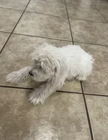 Bonnie, a female Miniature Schnauzer for sale in Mesa, AZ – 2 of 4