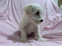 Lucy, a female Miniature Schnauzer for sale in Mesa, AZ – Photo 1 of 3