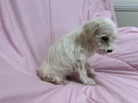 Lucy, a female Miniature Schnauzer for sale in Mesa, AZ – Photo 2 of 3