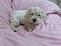 Lucy, a female Miniature Schnauzer for sale in Mesa, AZ – Photo 3 of 3