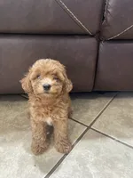 Toby, a male Poodle - Toy  for sale in Mesa, AZ – 3 of 3