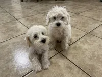 Milo, a male Miniature Schnauzer for sale in Mesa, AZ – 6 of 6
