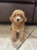 Toby, a male Poodle - Toy  for sale in Mesa, AZ – 2 of 3