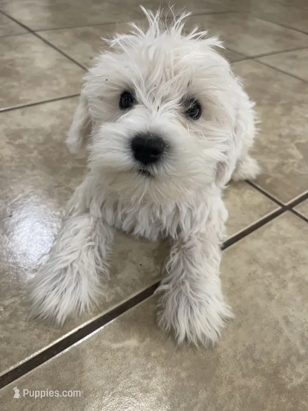 Milo – Miniature Schnauzer puppy for sale in Mesa, AZ