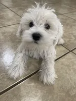 Milo, a male Miniature Schnauzer for sale in Mesa, AZ – 1 of 3
