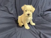 Gizmo, a male Miniature Schnauzer for sale in Mesa, AZ – Photo 6 of 10